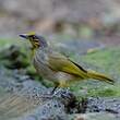 Bulbul de Finlayson