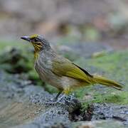 Bulbul de Finlayson