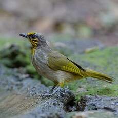 Bulbul de Finlayson