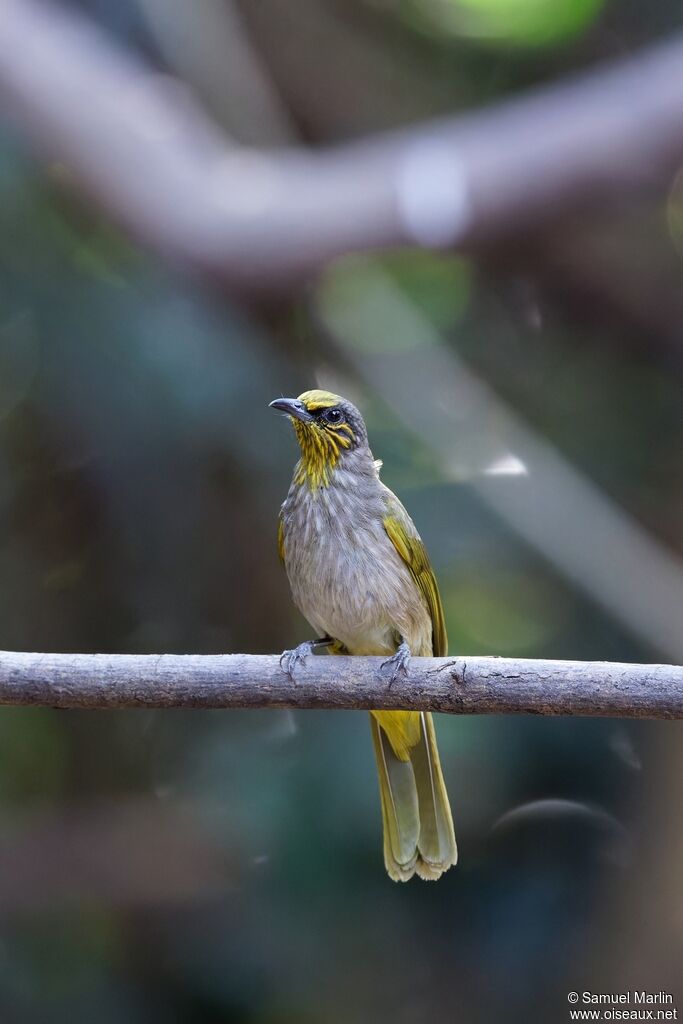 Bulbul de Finlaysonadulte