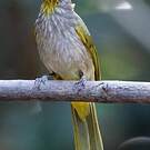 Bulbul de Finlayson