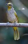 Bulbul de Finlayson
