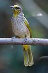 Bulbul de Finlayson