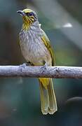 Bulbul de Finlayson