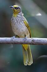 Bulbul de Finlayson