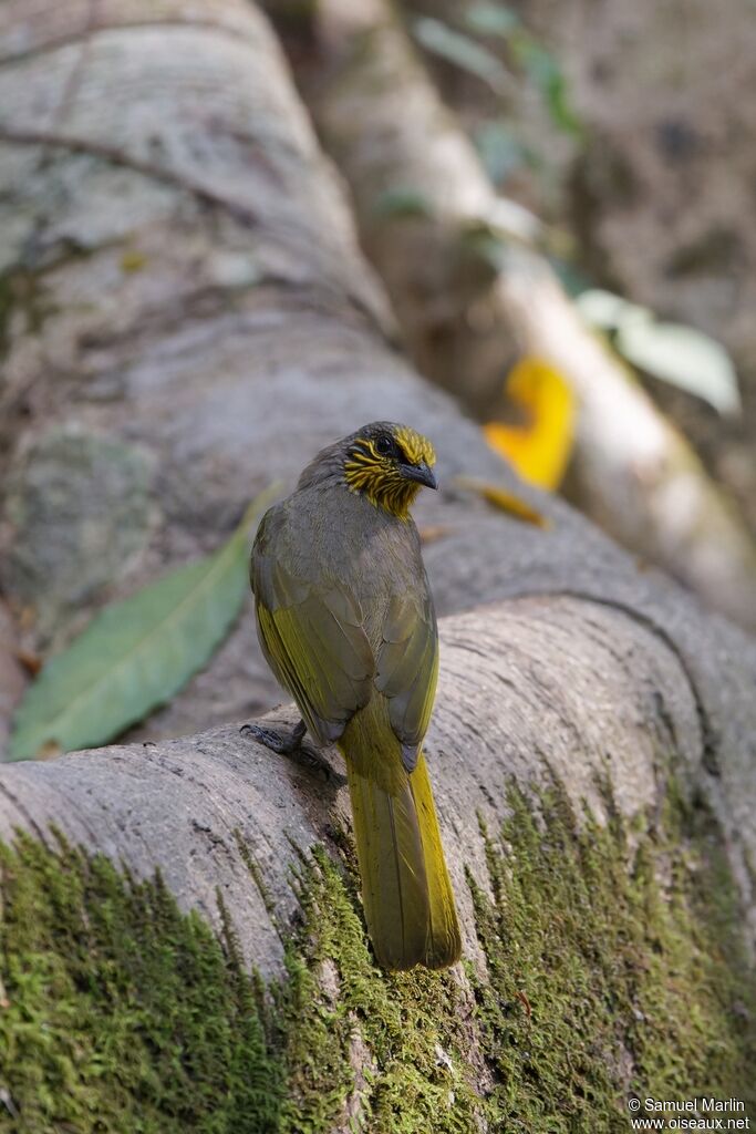 Bulbul de Finlaysonadulte