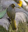 Bulbul de Finlayson