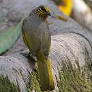 Bulbul de Finlayson