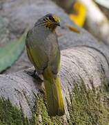 Bulbul de Finlayson
