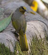 Bulbul de Finlayson