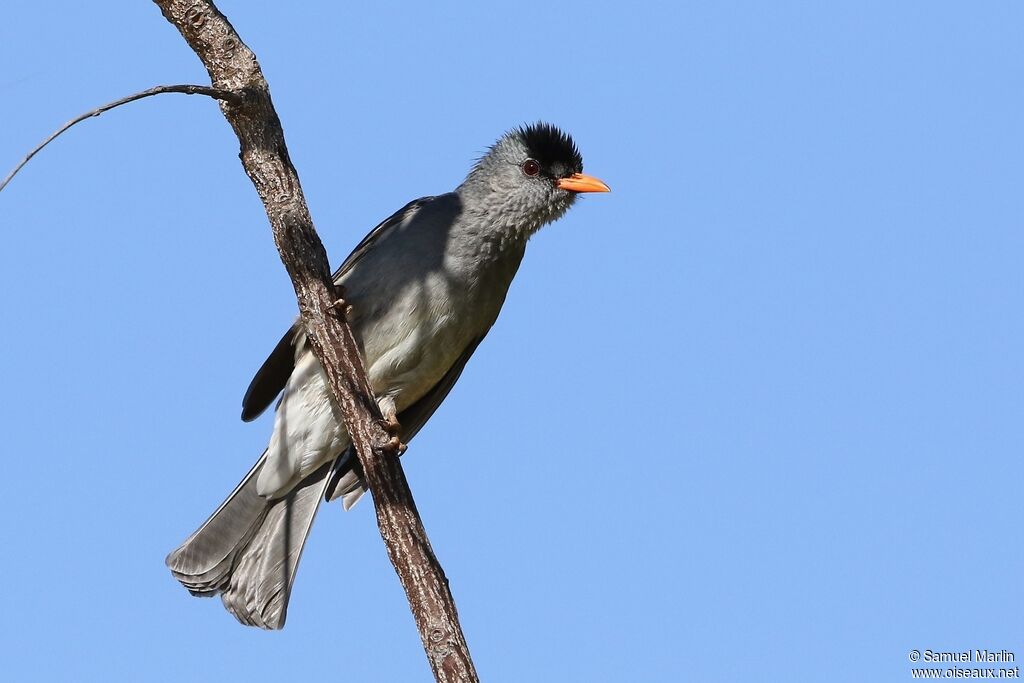 Bulbul de Madagascaradulte