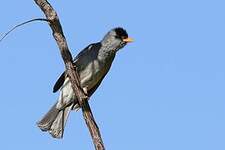 Bulbul de Madagascar