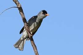 Malagasy Bulbul