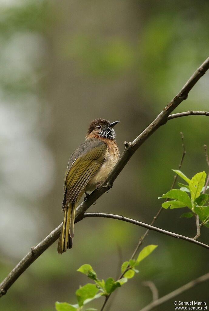 Bulbul de McClelland mâle adulte