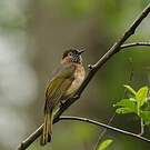 Bulbul de McClelland