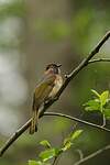 Bulbul de McClelland