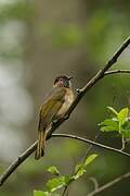 Mountain Bulbul