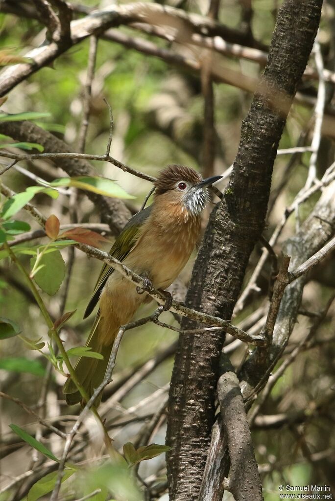 Bulbul de McClelland mâle adulte