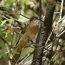 Bulbul de McClelland
