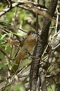 Mountain Bulbul