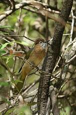 Bulbul de McClelland