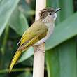 Bulbul de McClelland