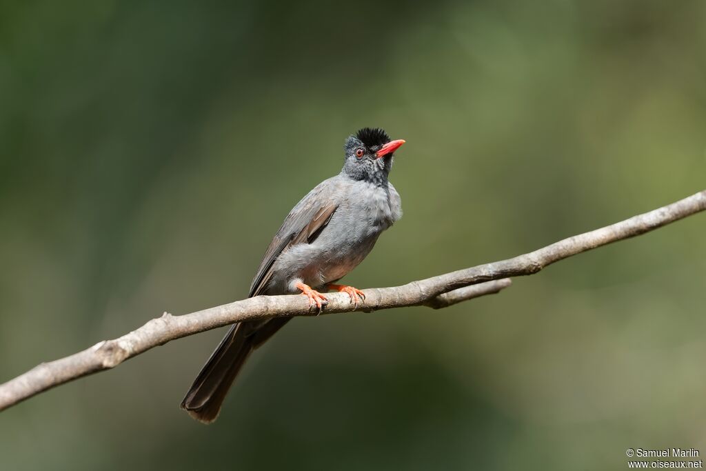 Square-tailed Bulbuladult