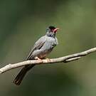 Bulbul des Ghats