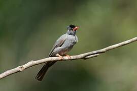 Square-tailed Bulbul