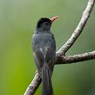 Bulbul des Ghats