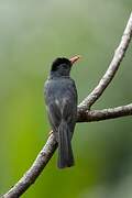 Square-tailed Bulbul