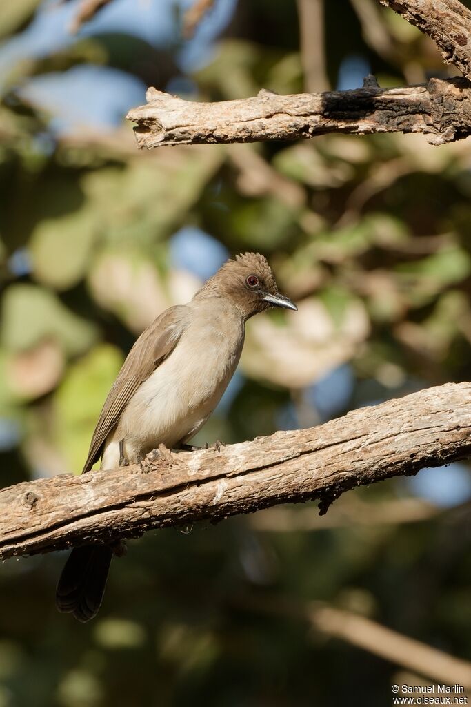 Bulbul des jardinsadulte