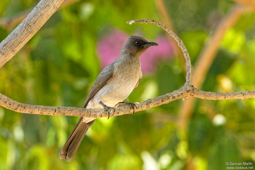 Bulbul des jardinsadulte