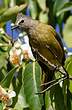 Bulbul flavescent