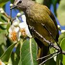 Bulbul flavescent