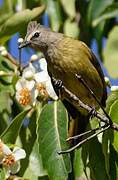 Bulbul flavescent