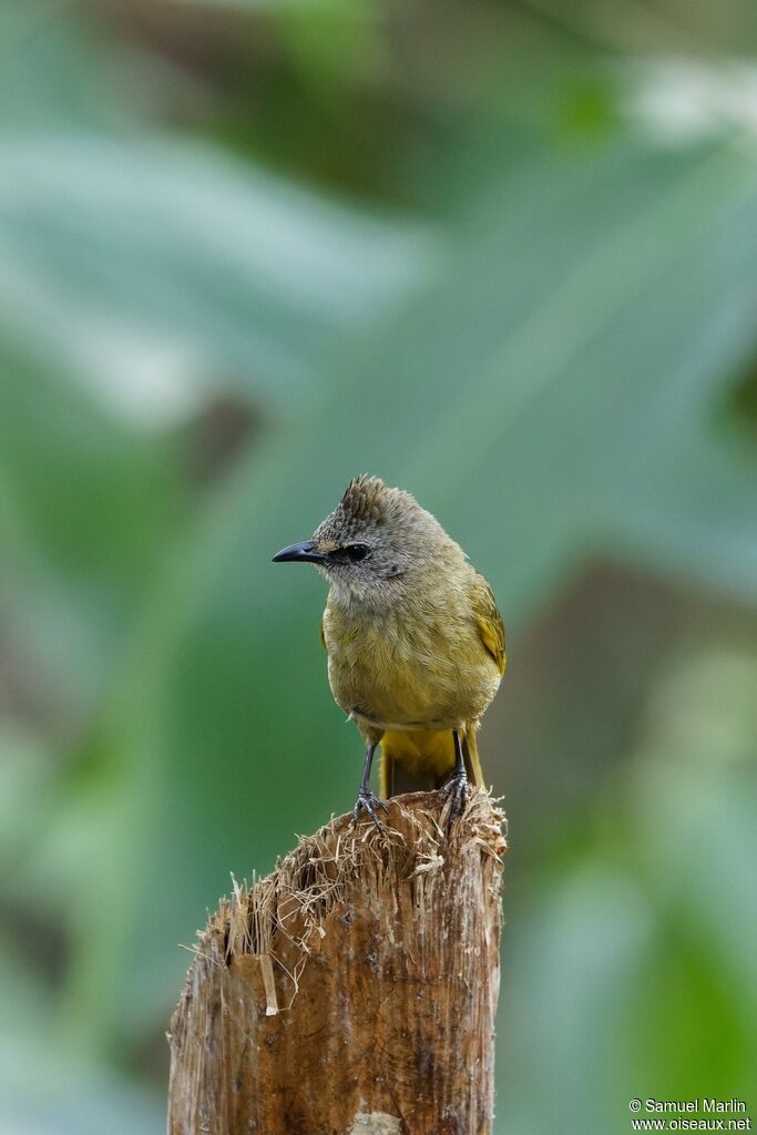 Bulbul flavescentadulte