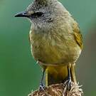 Bulbul flavescent