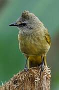 Bulbul flavescent