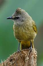 Bulbul flavescent