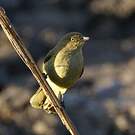 Bulbul importun