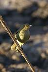 Bulbul importun