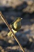 Sombre Greenbul