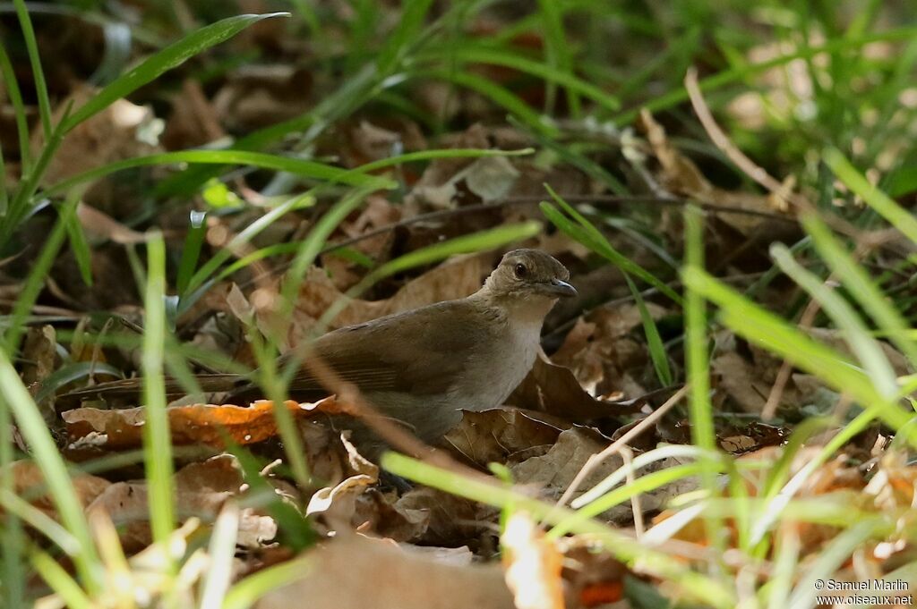 Bulbul jaboteuradulte