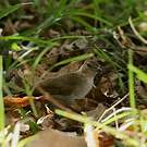 Bulbul jaboteur