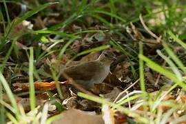 Terrestrial Brownbul