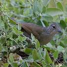 Bulbul jaboteur