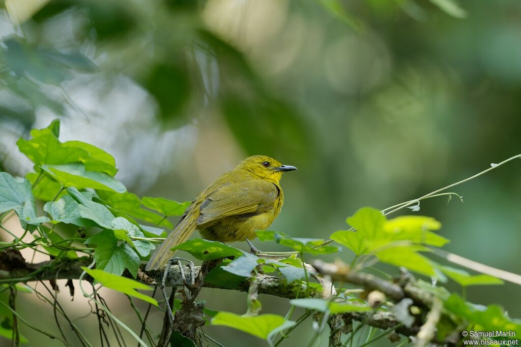 Bulbul joyeuxadulte