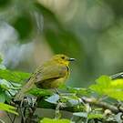 Bulbul joyeux