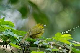 Joyful Greenbul